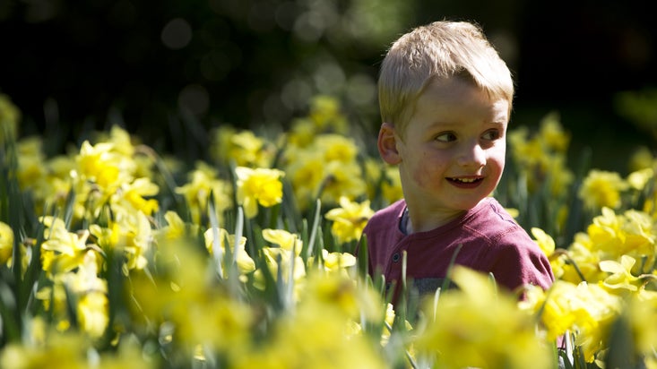 Playing among the daffodils on a spring day out.